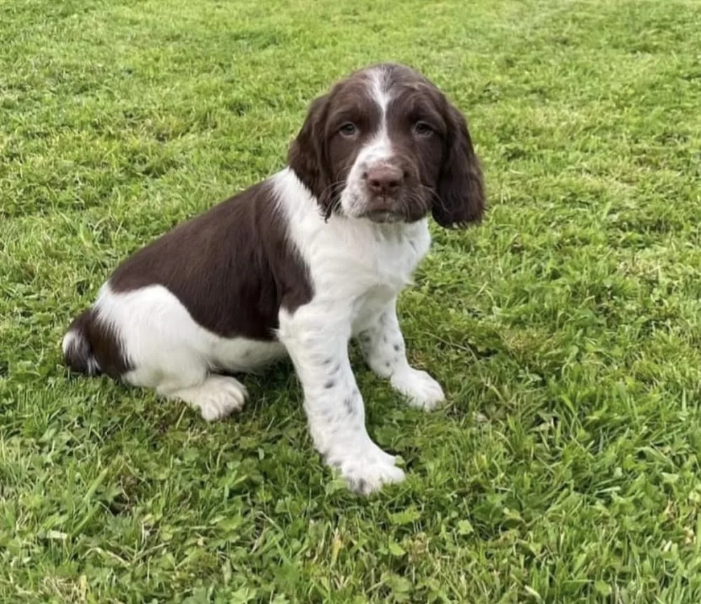 Ballybritt boarding kennels - Offaly pet otel görseli 6