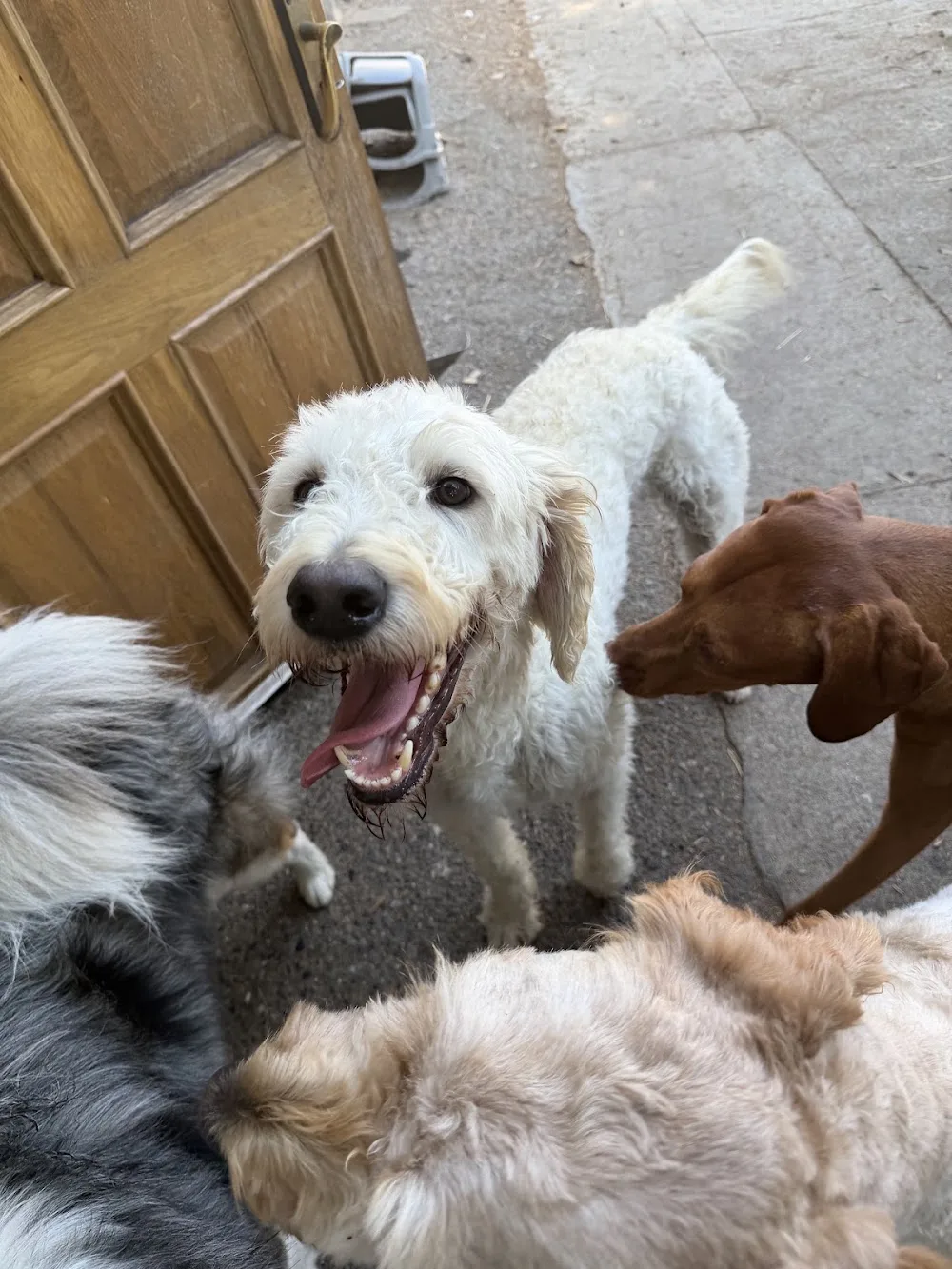 Birr Pet Sitters - Offaly pet otel görseli 2
