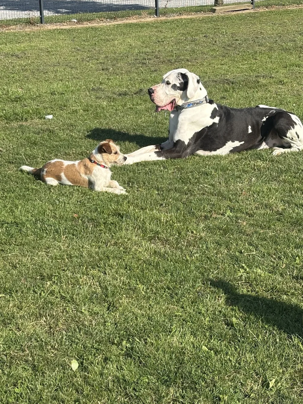 Clonmore Kennels - Offaly pet otel görseli 2
