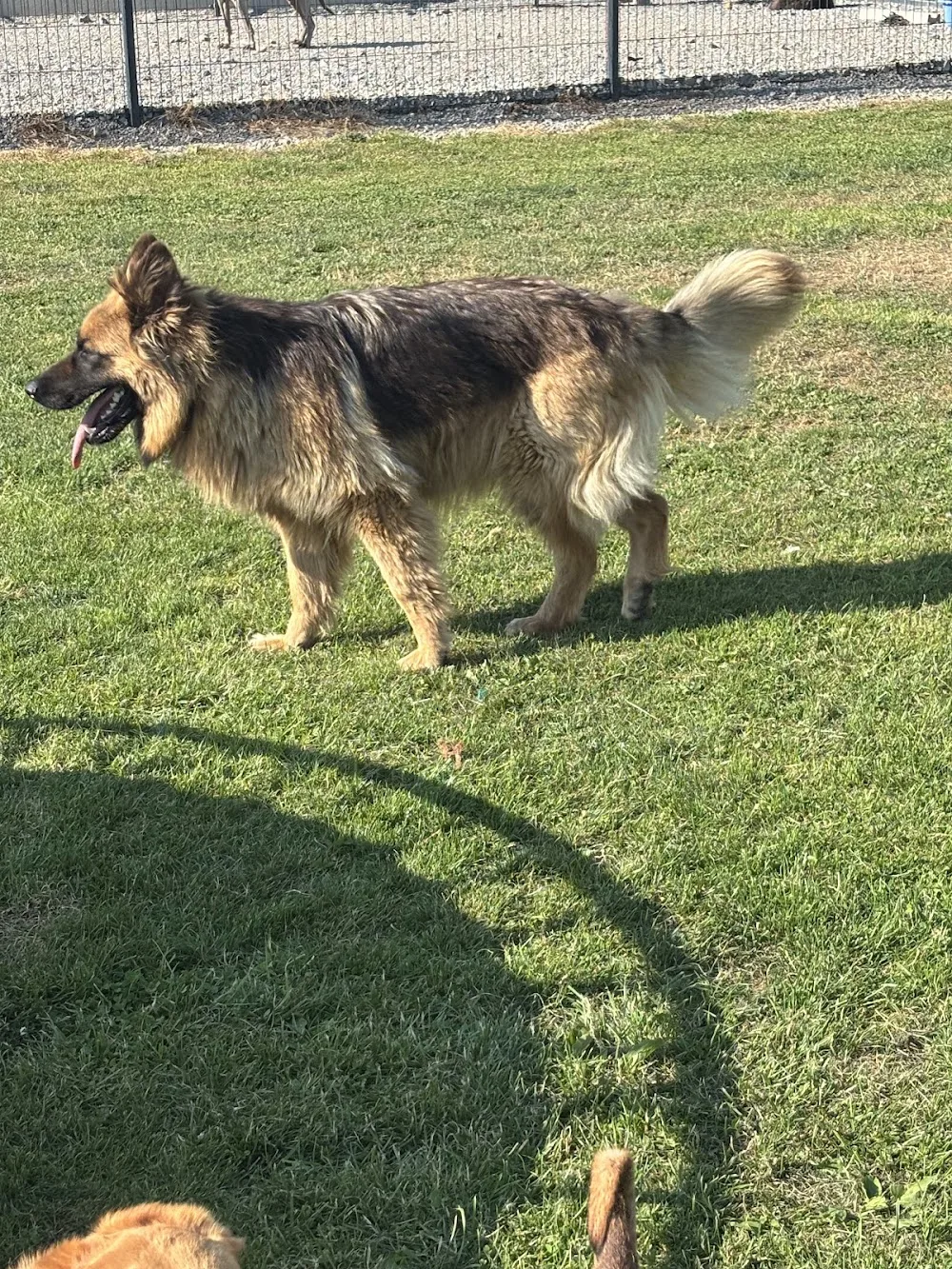 Clonmore Kennels - Offaly pet otel görseli 3