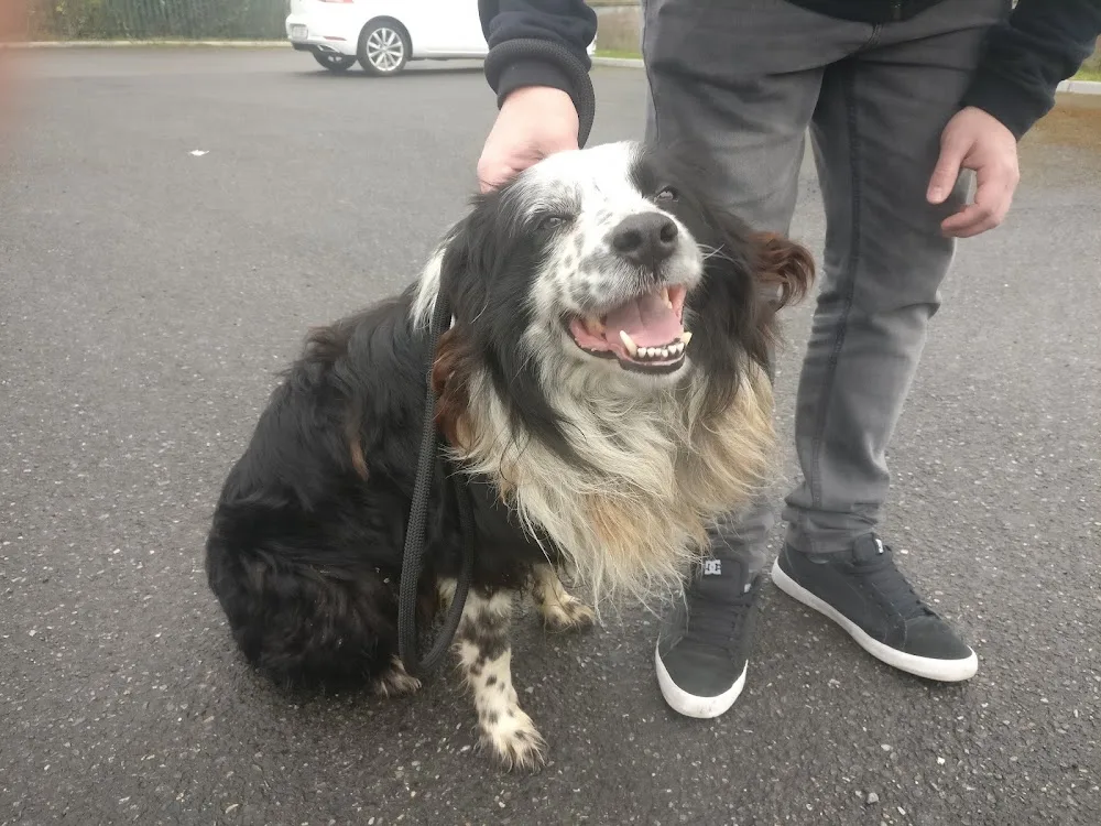 Dog Pound - Offaly pet otel