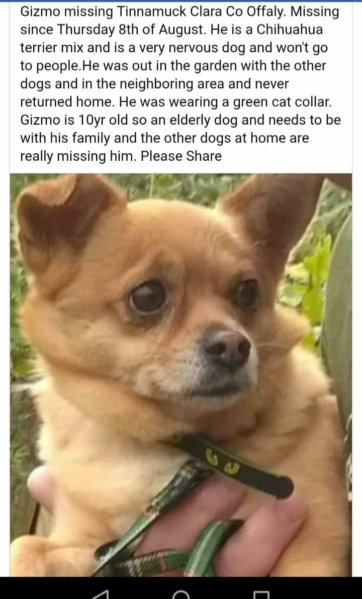 Dog Pound - Offaly pet otel görseli 3