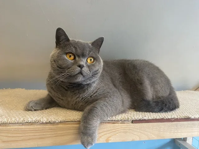 Lakeside Cattery Killaloe County Clare - Offaly pet otel