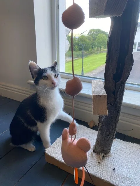 Lakeside Cattery Killaloe County Clare - Offaly pet otel görseli 3