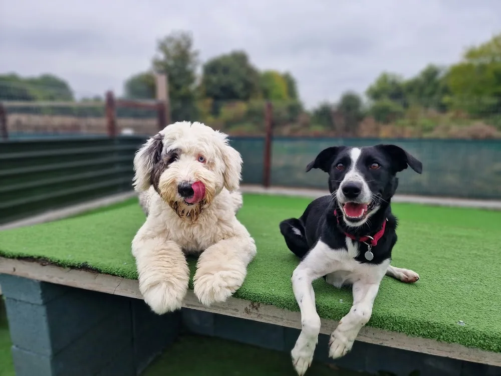 Little Lodgers Boutique Boarding & Doggy Daycare - Offaly pet otel görseli 6