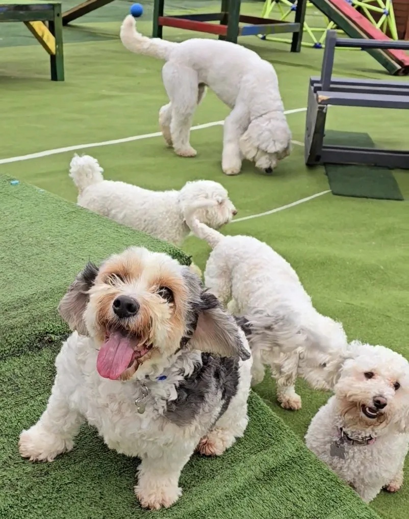 Little Lodgers Boutique Boarding & Doggy Daycare - Offaly pet otel görseli 7