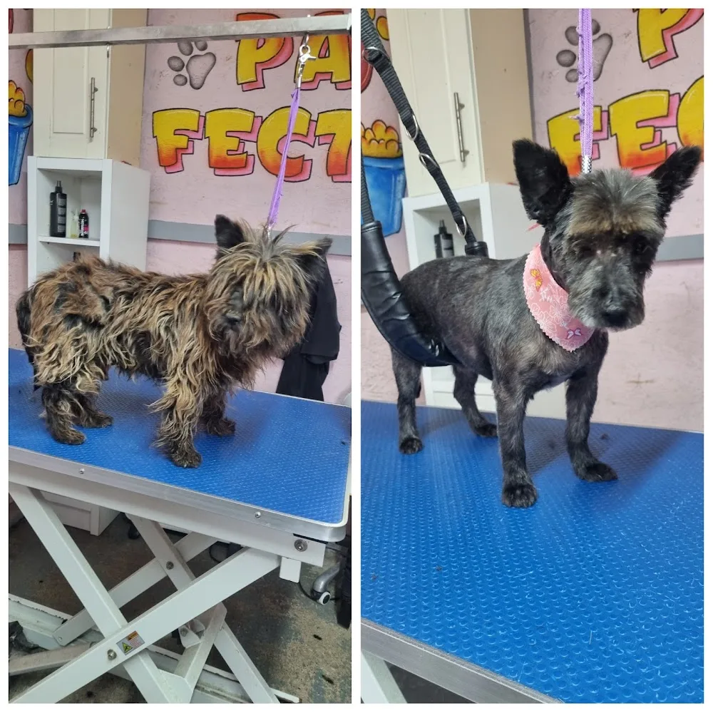 Paw-Fection Dog Grooming & Boarding - Offaly pet otel