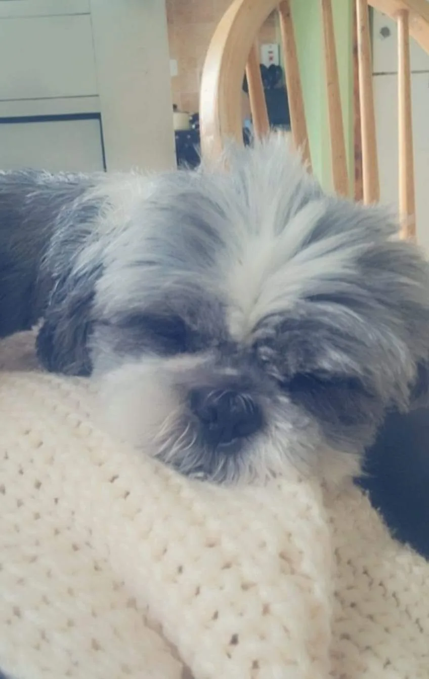 Paw-Fection Dog Grooming & Boarding - Offaly pet otel görseli 3