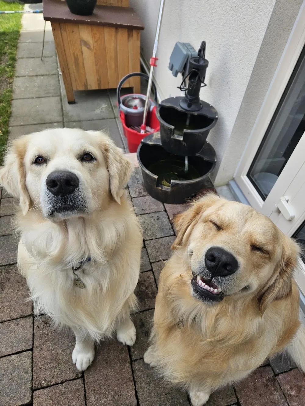 Pet Friends with Gemma - Offaly pet otel