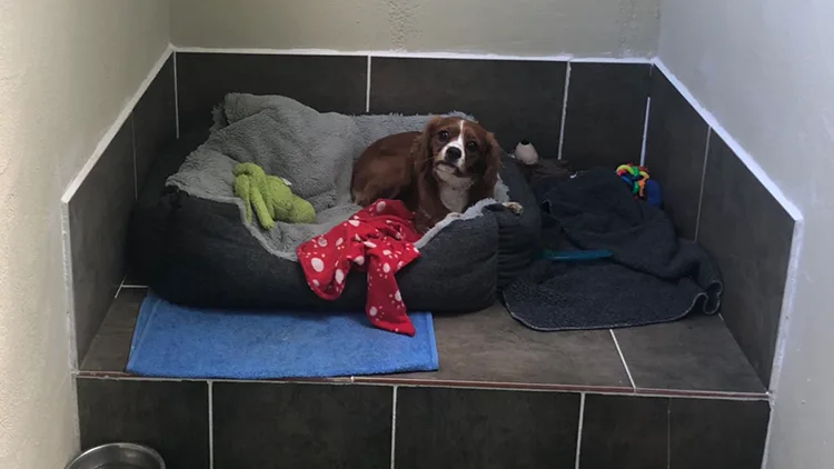 Riverpark Kennels & Cattery - Offaly pet otel