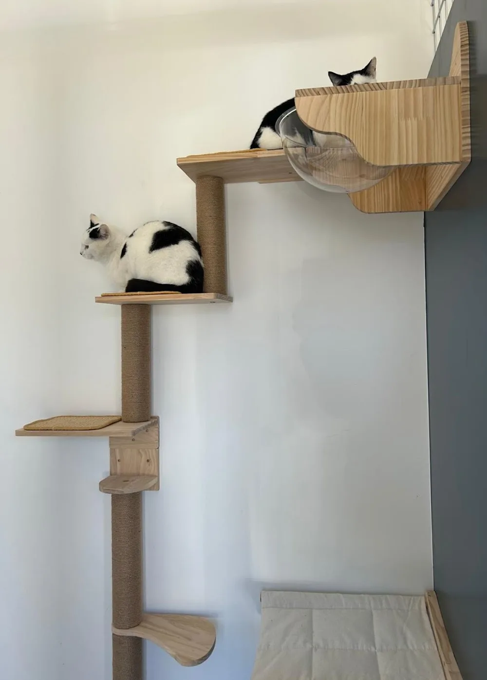 Shonelly Cat Hotel - Offaly pet otel