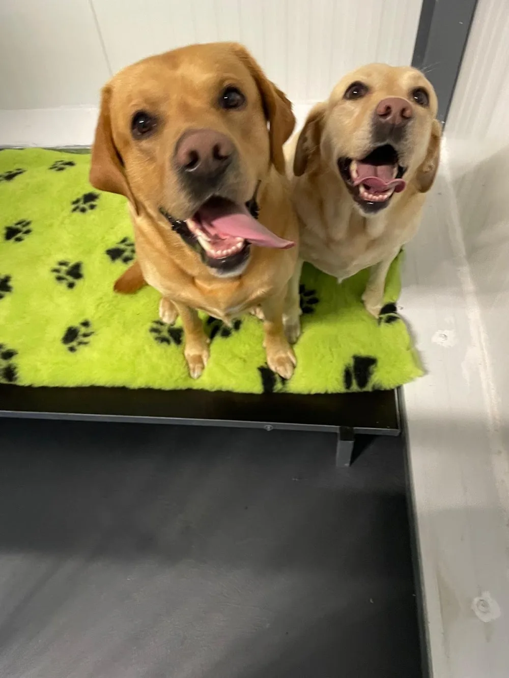 Sniff & Stay Boarding Kennels - Offaly pet otel görseli 2