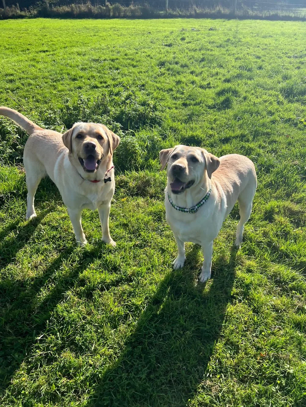 Sniff & Stay Boarding Kennels - Offaly pet otel görseli 3