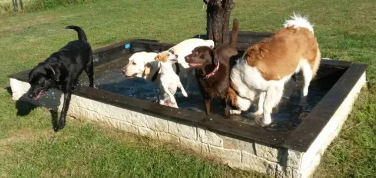 Hundepension Peggy Bells Country World - Offenhausen pet otel görseli 3