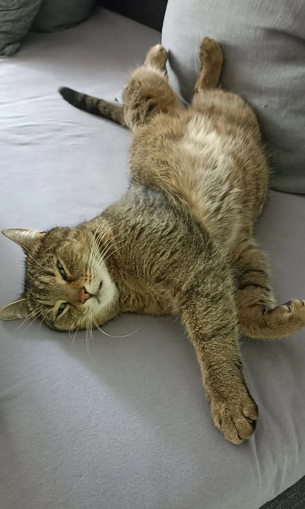 Katzenpension Axis - Offenhausen pet otel görseli 2