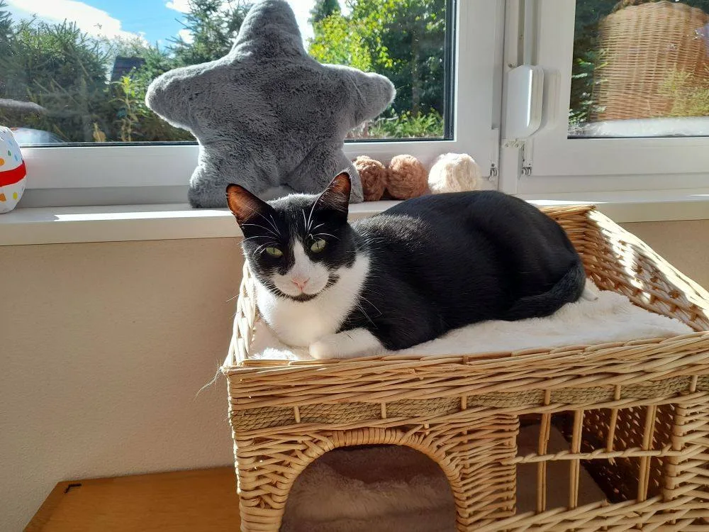 Katzenpension Eisenlauer - Offenhausen pet otel