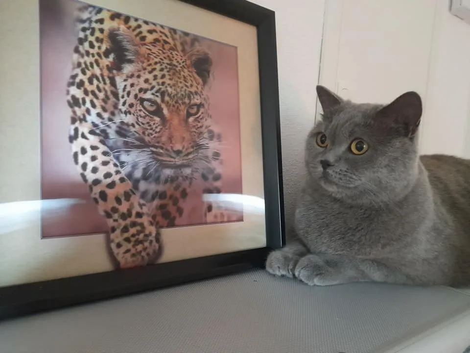 Katzenpension Eisenlauer - Offenhausen pet otel görseli 3