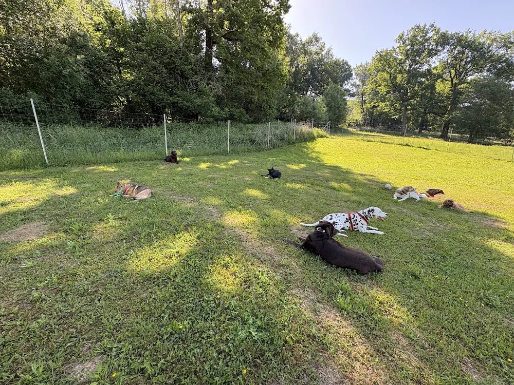 Service für 4 Pfoten - Hundetagesstätte bei Neumarkt - Offenhausen pet otel