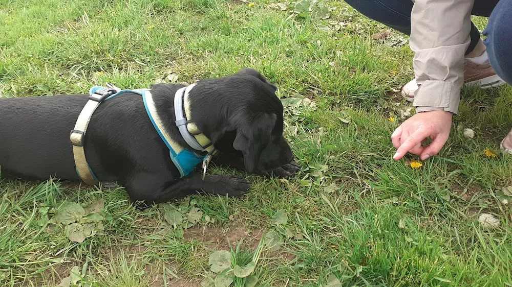 Service für 4 Pfoten - Hundetagesstätte bei Neumarkt - Offenhausen pet otel görseli 3
