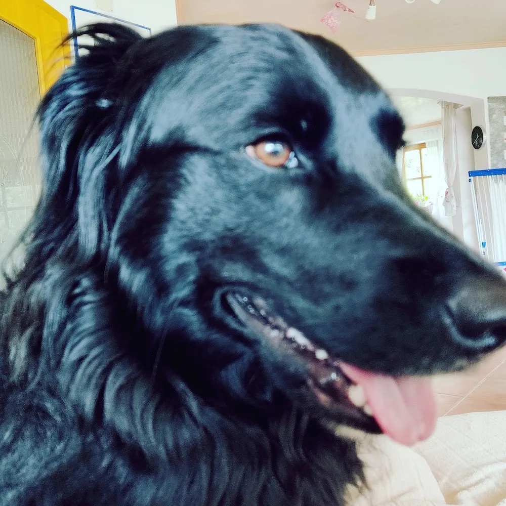 Service für 4 Pfoten - Hundetagesstätte bei Neumarkt - Offenhausen pet otel görseli 4
