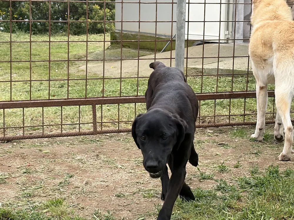 Canile - Associazione Ogliastra Soccorso Amici degli Animali - Ogliastra pet otel