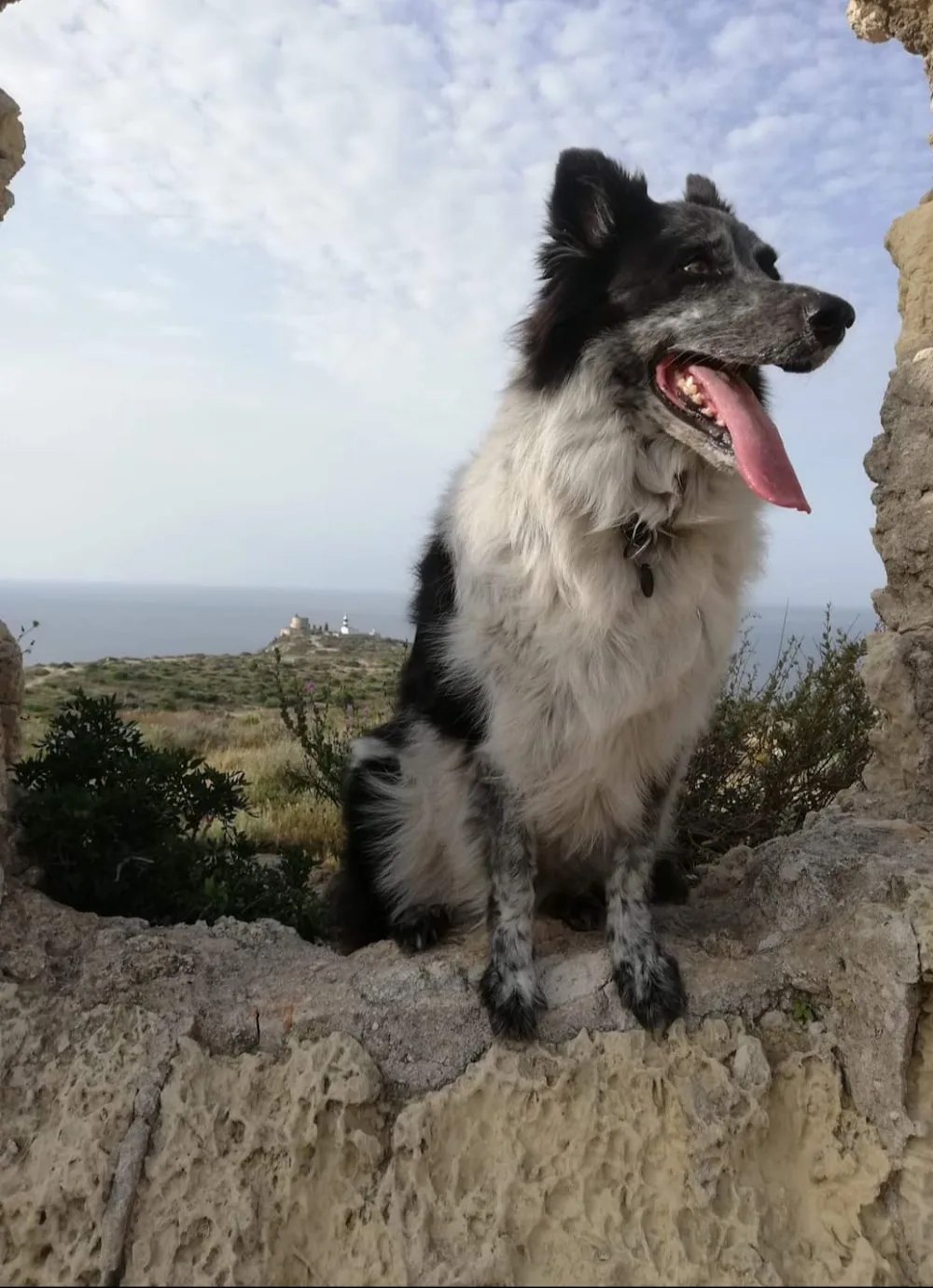 Canile Shardana - Ogliastra pet otel