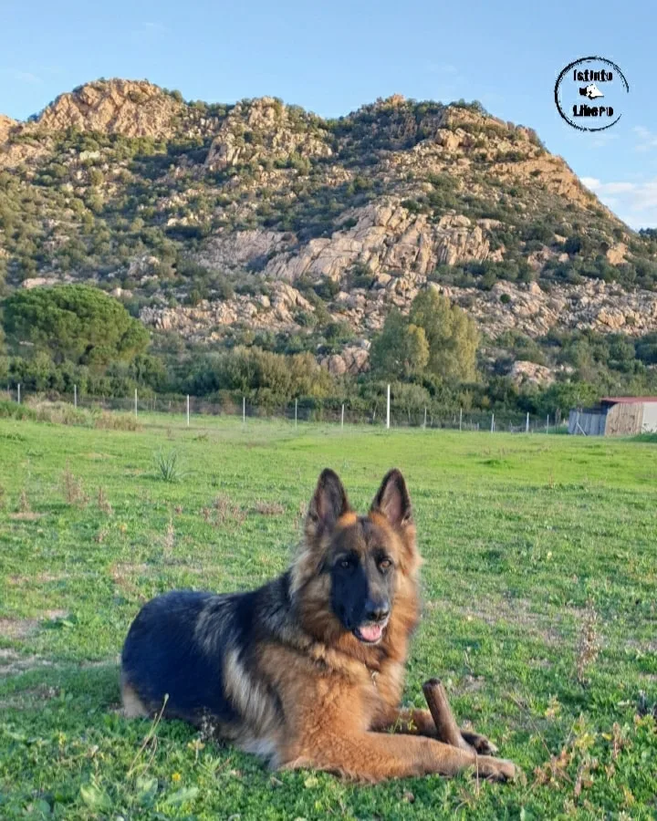 Istinto Libero - Ogliastra pet otel görseli 3