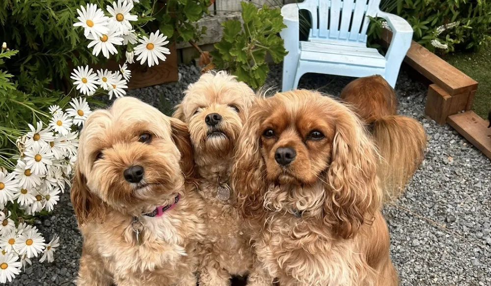 Boom Rock Dogs : Fox Cottage - Ohariu, Wellington pet otel