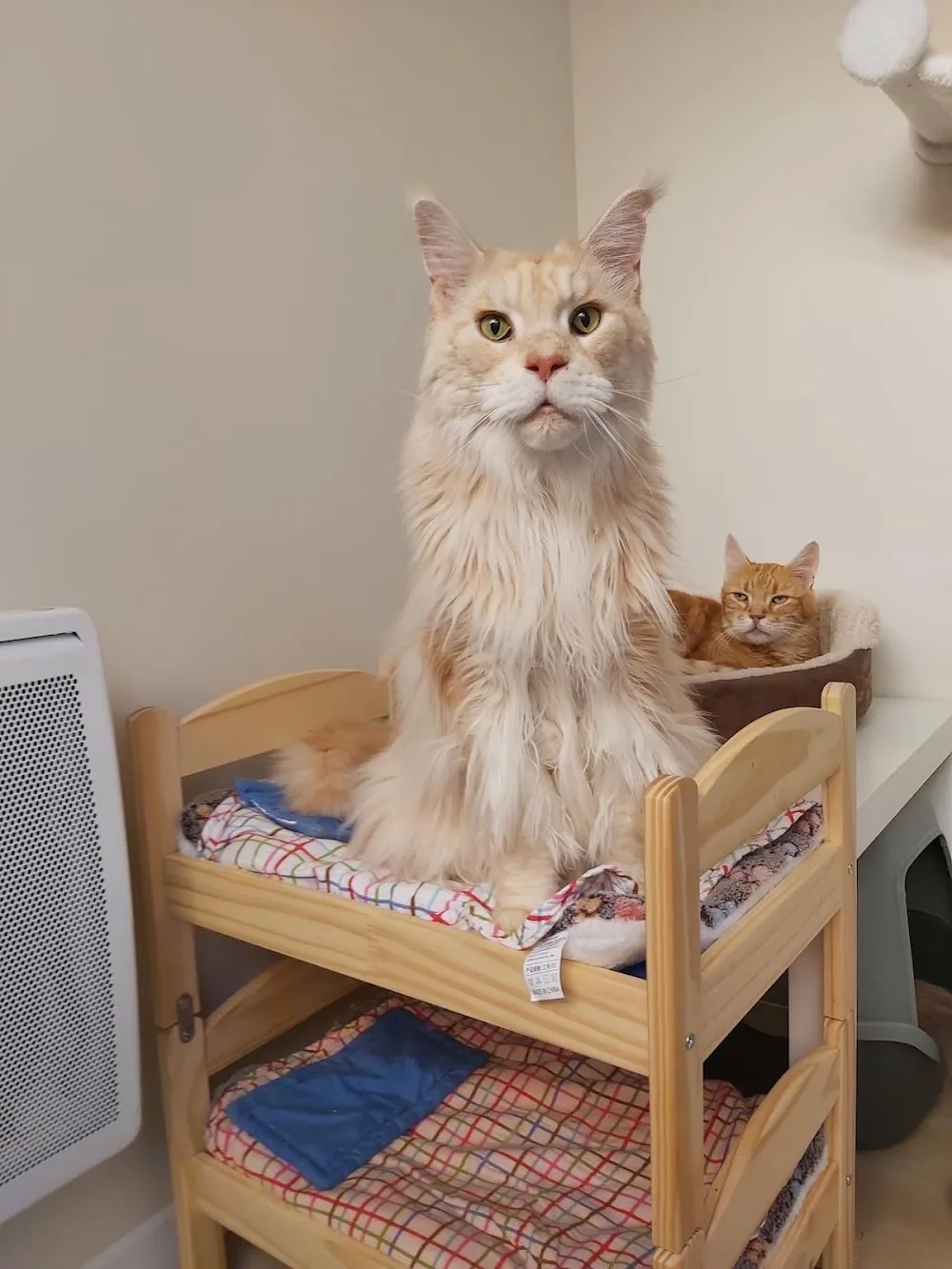 Au Relais Chat'Ô - Oise pet otel görseli 6
