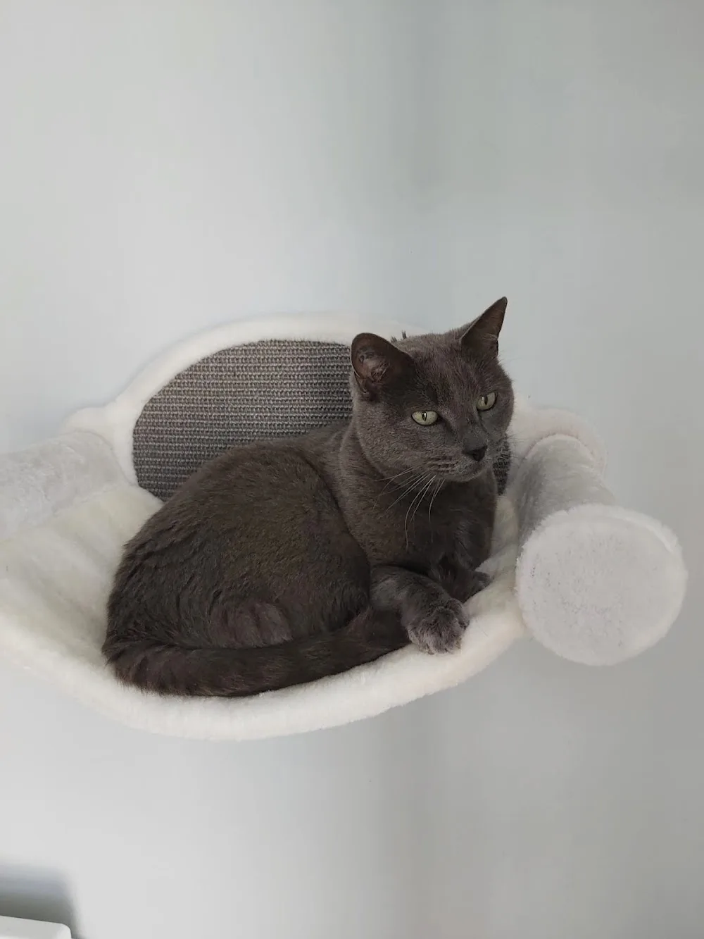Au Relais Chat'Ô - Oise pet otel görseli 7