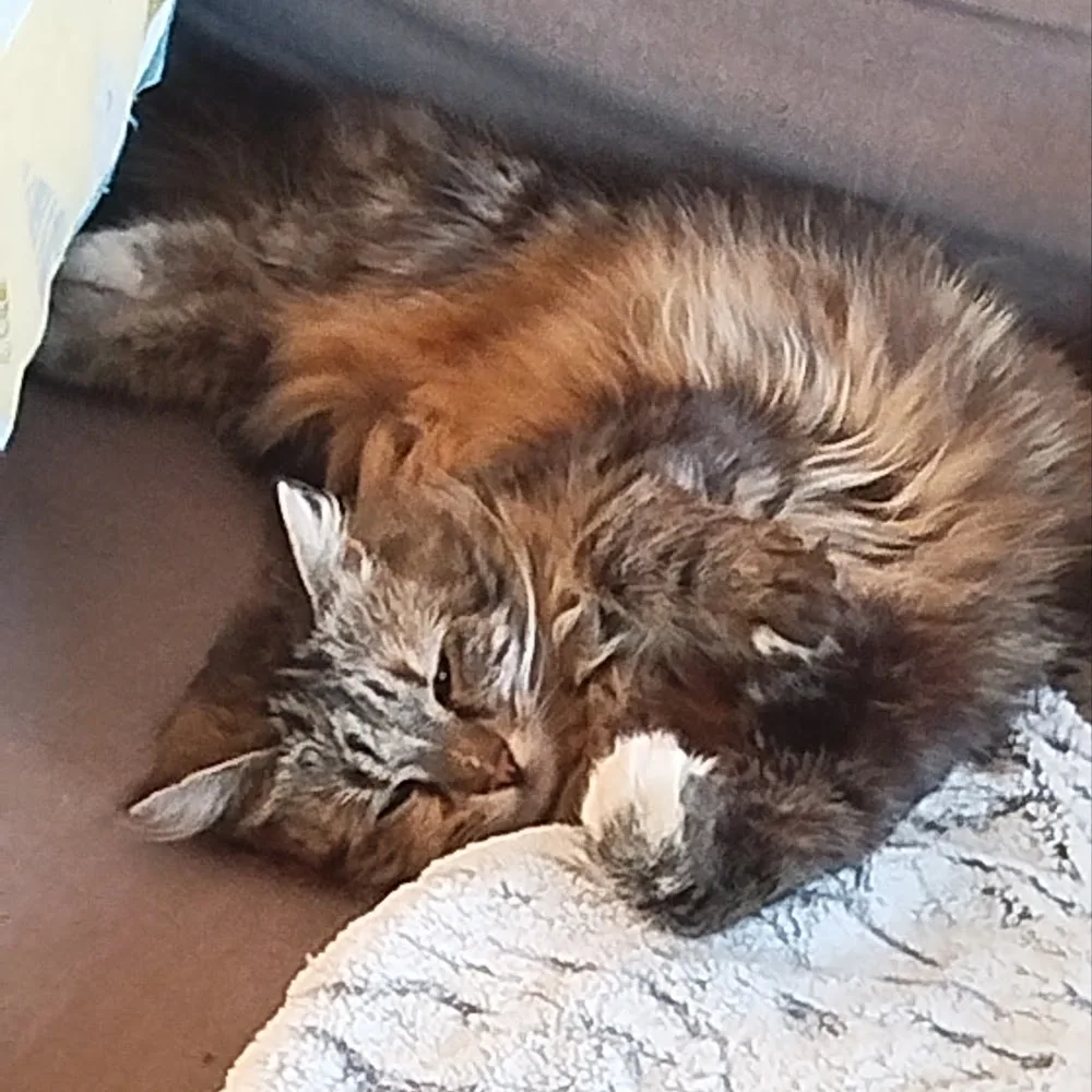 Chez marth' - Oise pet otel görseli 4