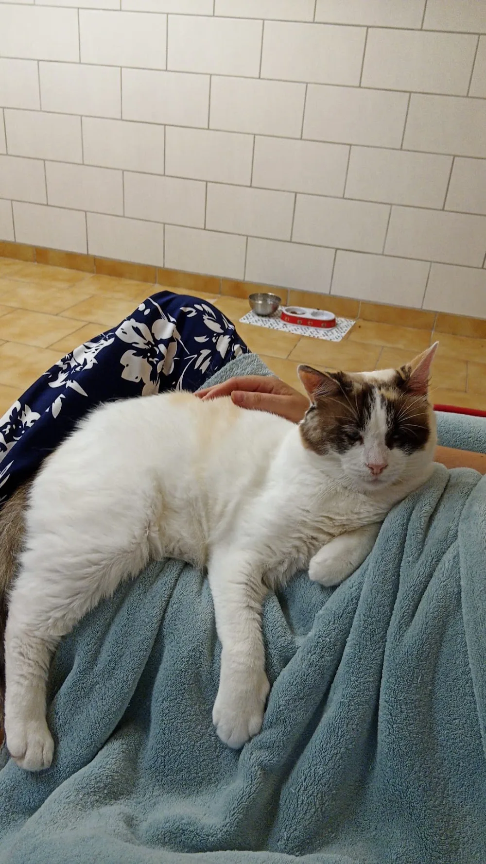 Fanny Catsitting - Oise pet otel görseli 7