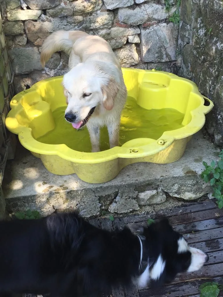 PATTE Z' EN CINQ - AURORE DI FELICE - Oise pet otel görseli 7