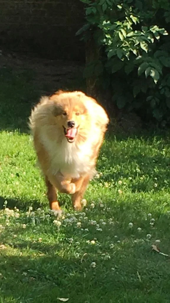 Pension Canine du Pacha'Moor - Oise pet otel görseli 2
