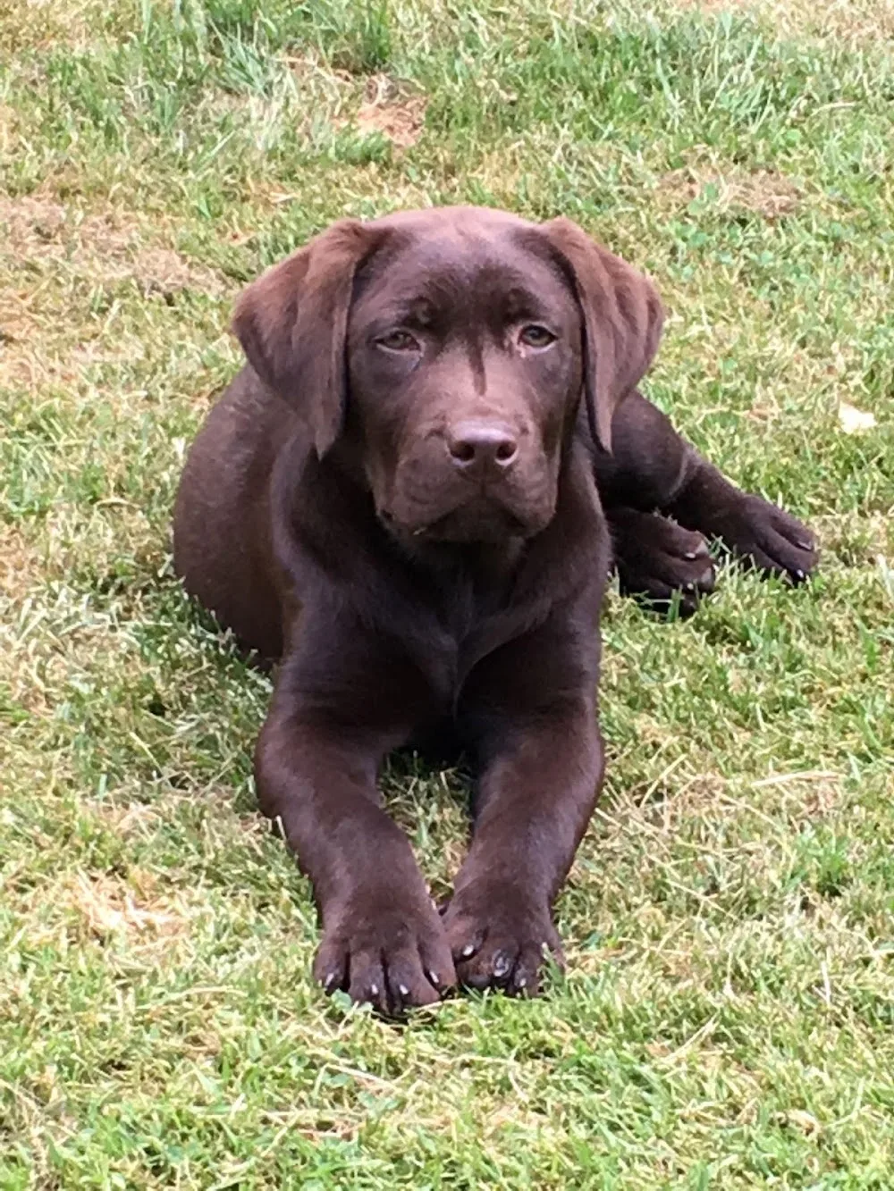 Pension Canine du Pacha'Moor - Oise pet otel görseli 3
