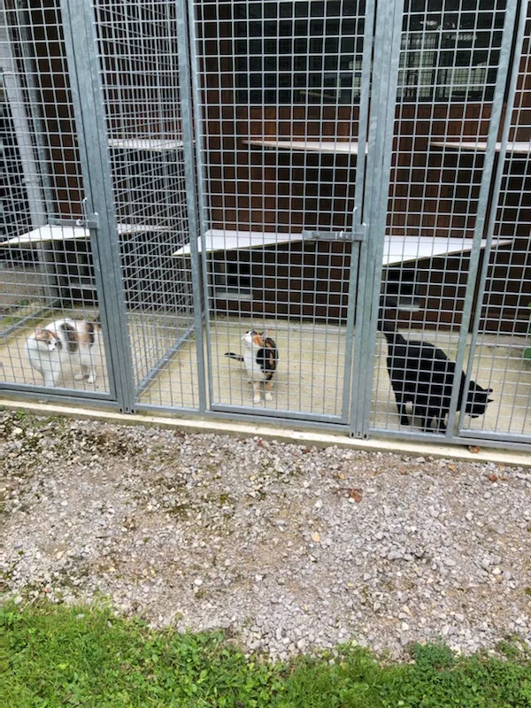 Pension canine et féline "au bois du Châtel" - Oise pet otel