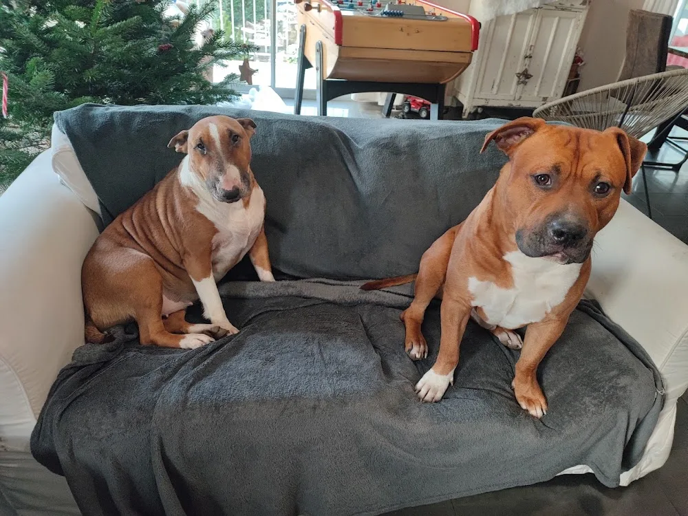 Pet Sitter of Lady White - Oise pet otel