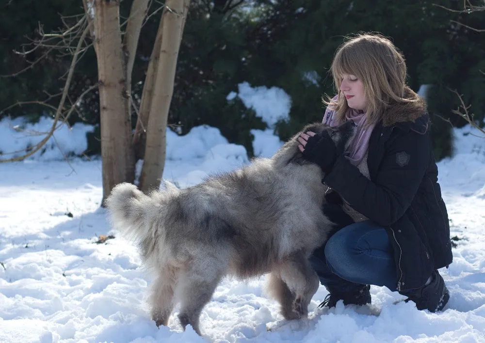 Speed'So - Pension familiale pour chiens - Pet-sitting - Oise pet otel görseli 6