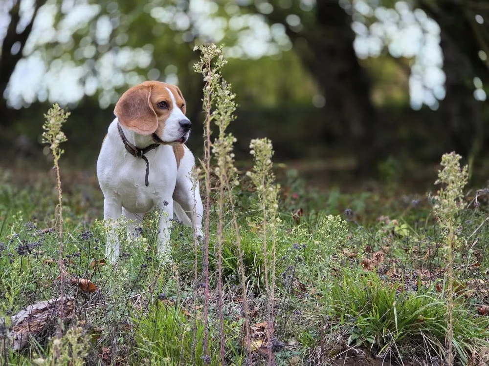 Speed'So - Pension familiale pour chiens - Pet-sitting - Oise pet otel görseli 7