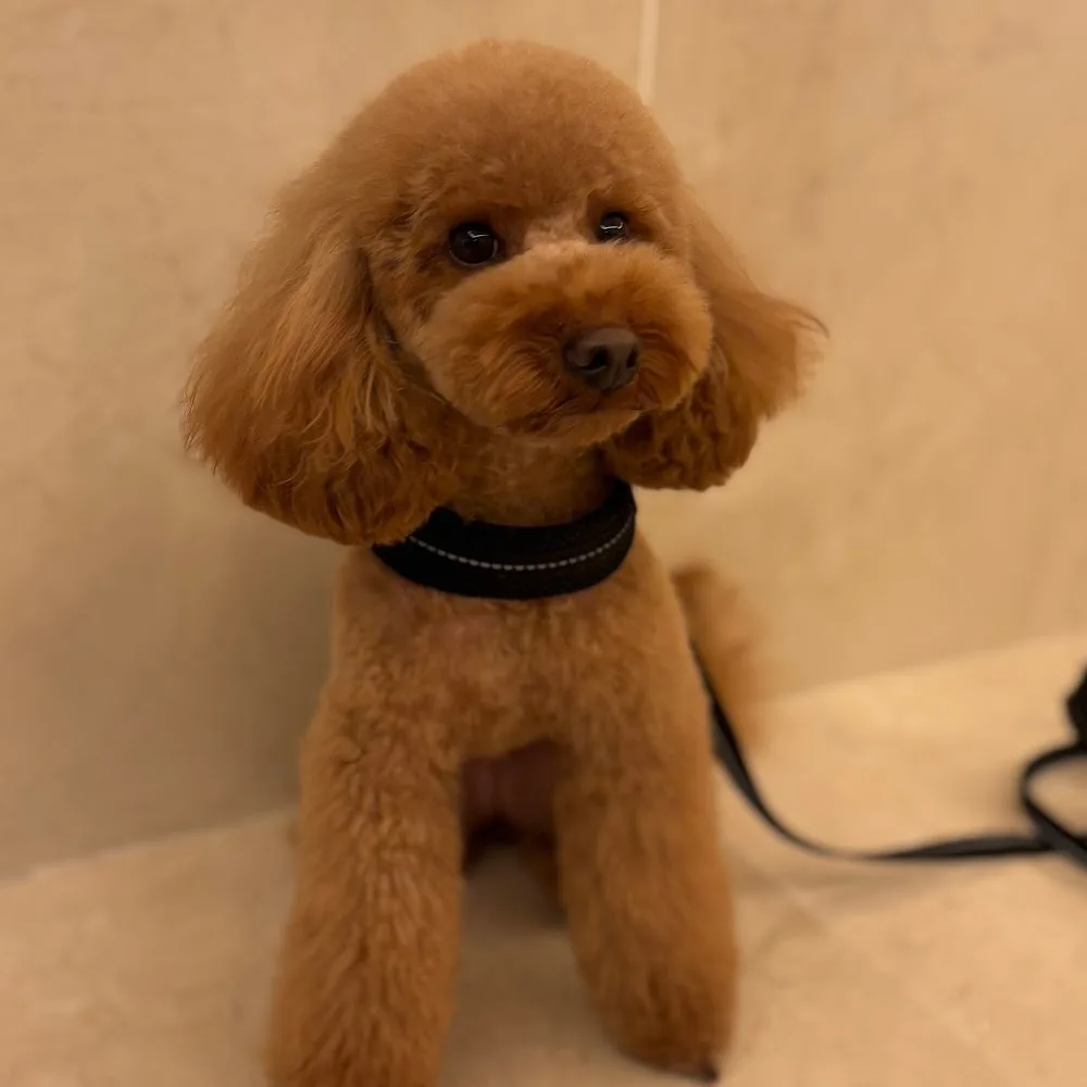 Happy tails okinawa pet hotel & grooming service - Okinawa pet otel görseli 5