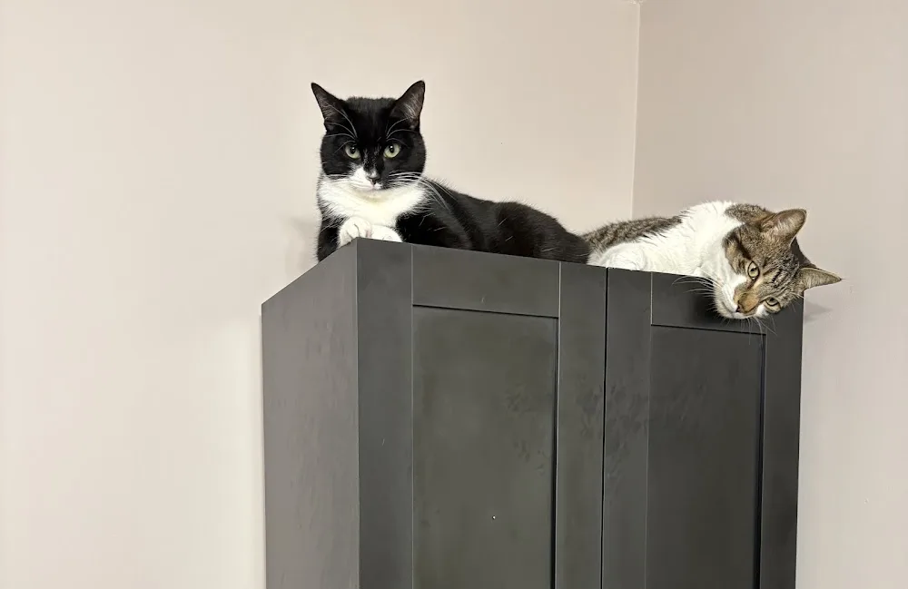 Ashworthy Cattery - Oldbury on Severn pet otel
