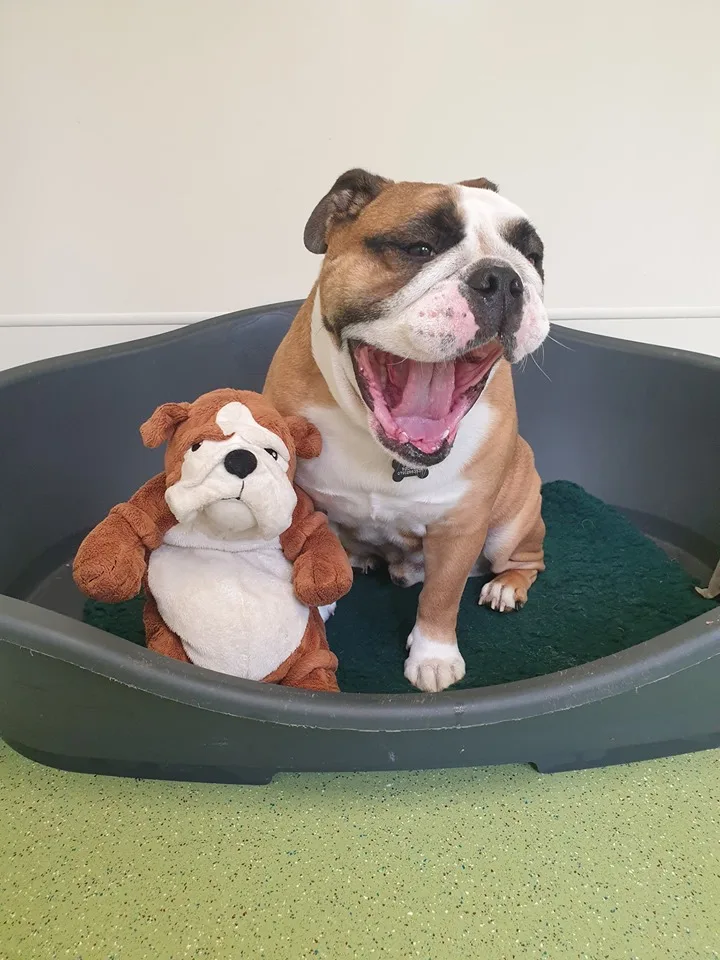 Hydegate Pet Resort Ltd - Oldbury on Severn pet otel