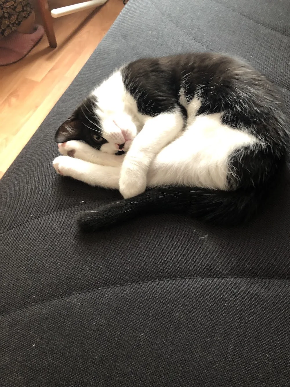 Purrfect solutions cattery - Oldbury on Severn pet otel görseli 3