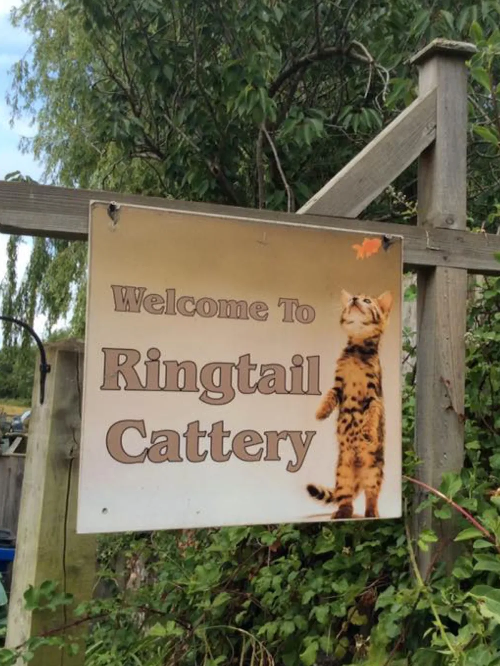 Ringtail Cattery - Oldbury on Severn pet otel görseli 2