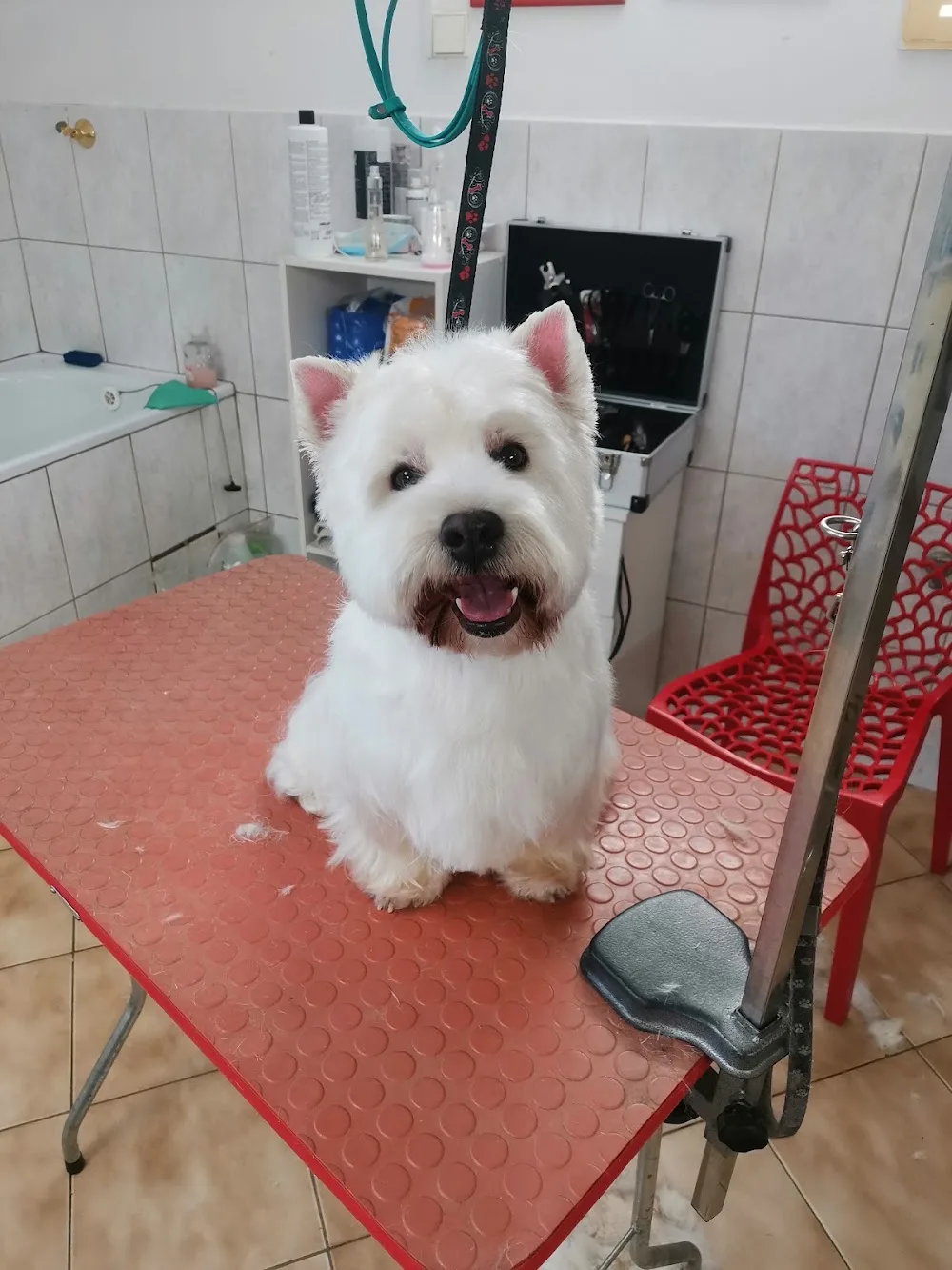 Salon Dogizz - stříhání a úprava psů - Olomouc pet otel görseli 3
