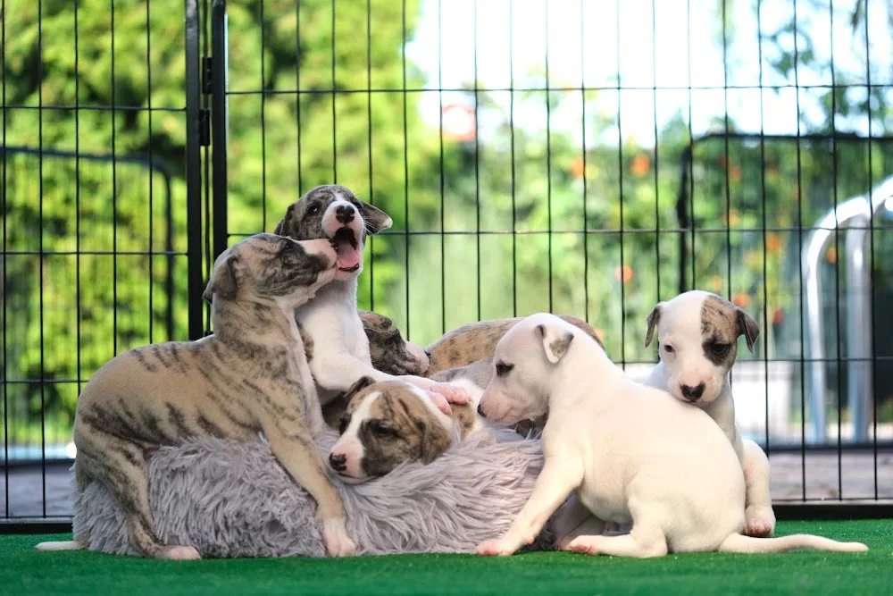 Alexem Dream - whippet kennel - Olomoucký kraj pet otel görseli 3