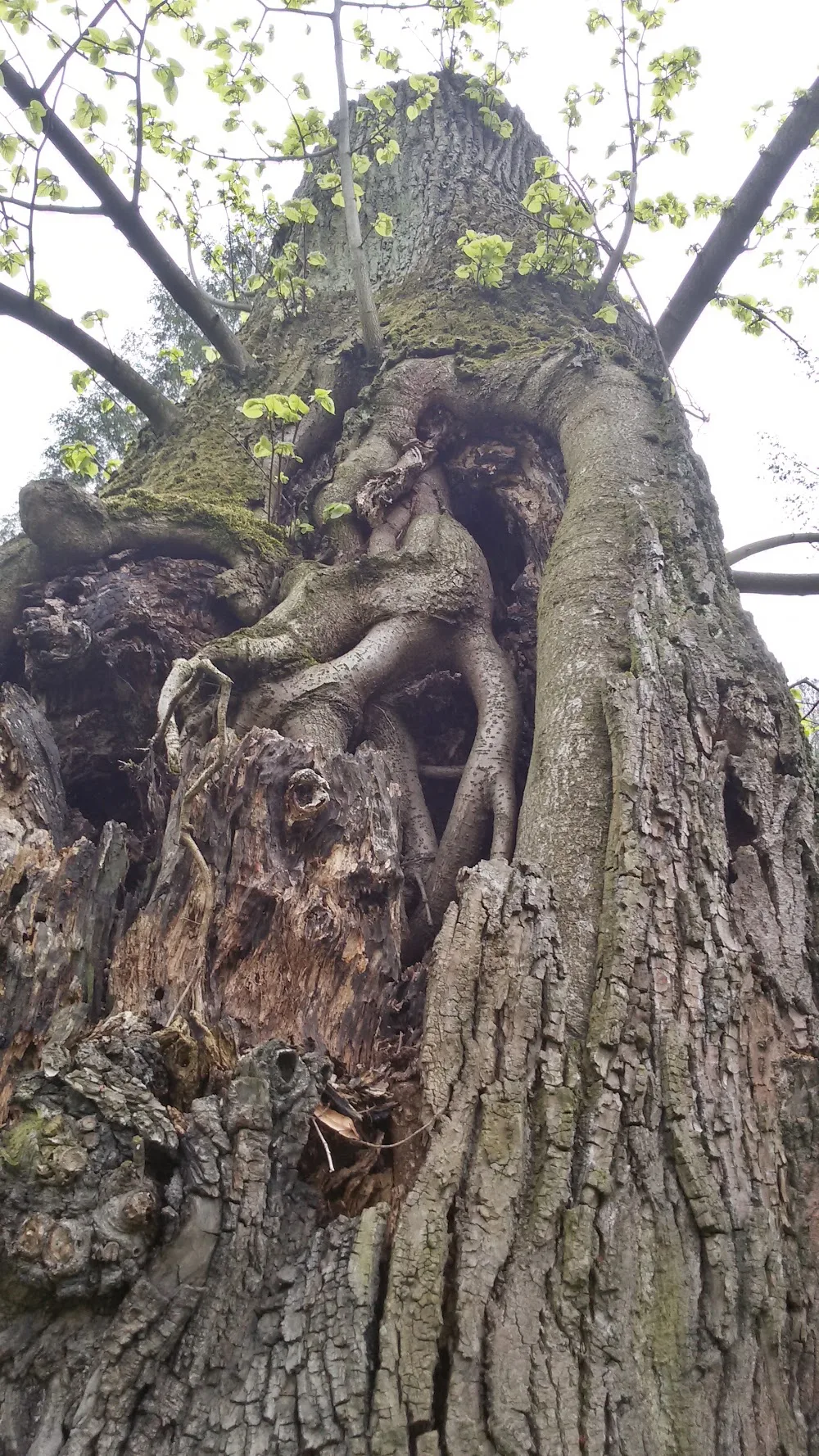 Chajda - Olomoucký kraj pet otel görseli 3