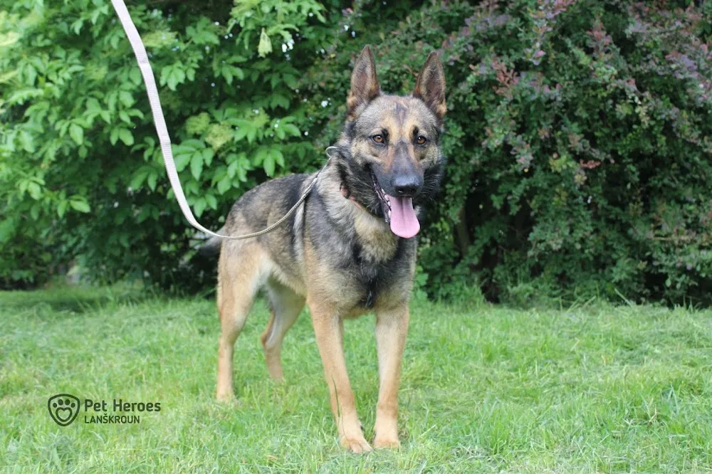 Pet Heroes útulek Lanškroun - Olomoucký kraj pet otel görseli 6
