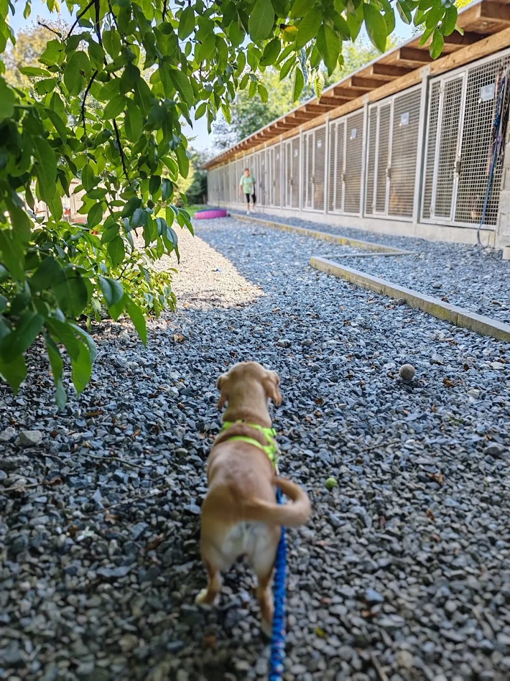 Útulek pro psy Voříšek - Olomoucký kraj pet otel