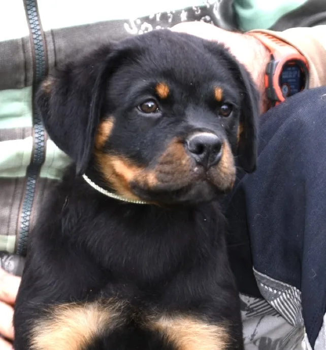 Black Trovants Kennel - Olt pet otel görseli 3
